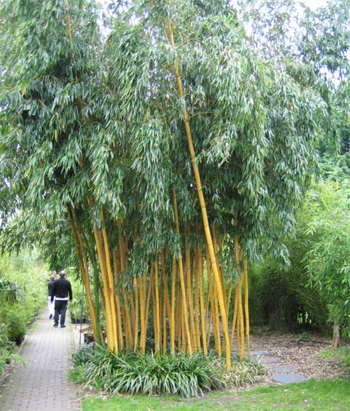 http://www.bambus-link.de/EuropeanGarden/Valkenswaard/20060603JvdP02.jpg
