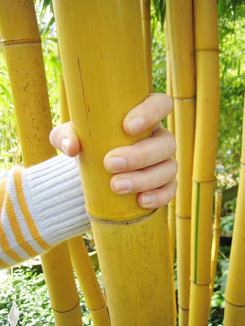 http://www.bambus-link.de/EuropeanGarden/Valkenswaard/20060603JvdP04.jpg