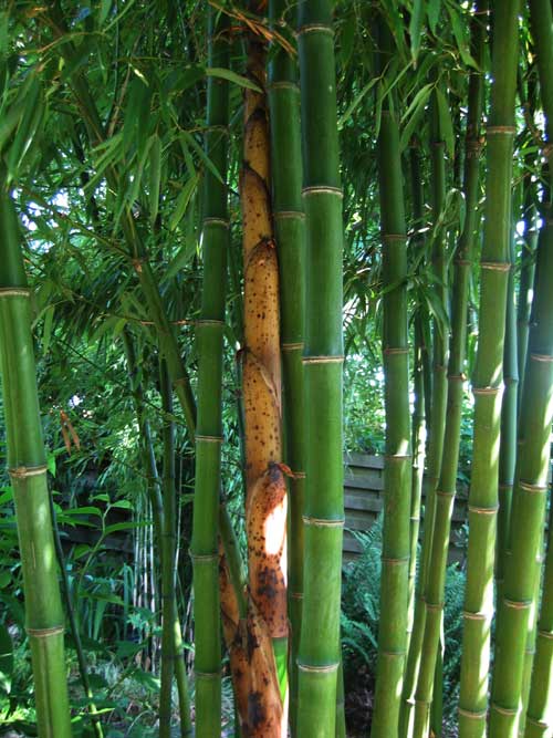 http://www.bambus-link.de/EuropeanGarden/Valkenswaard/20060603JvdP24.jpg