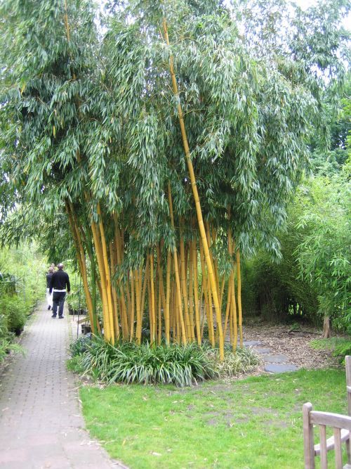 http://www.bambus-link.de/EuropeanGarden/Valkenswaard/20060609JvdP01.jpg