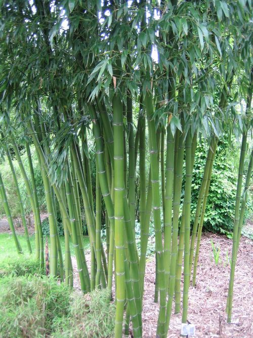 http://www.bambus-link.de/EuropeanGarden/Valkenswaard/20060609JvdP05.jpg