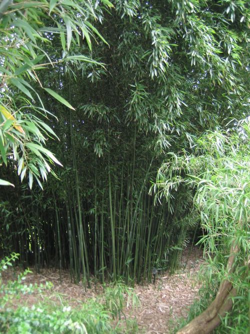 http://www.bambus-link.de/EuropeanGarden/Valkenswaard/20060609JvdP11.jpg