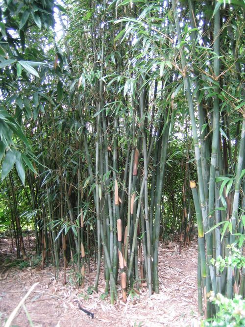 http://www.bambus-link.de/EuropeanGarden/Valkenswaard/20060609JvdP12.jpg