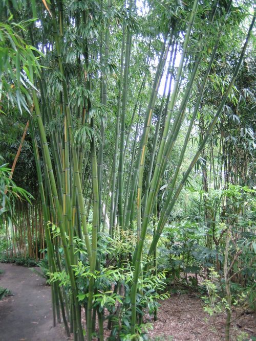 http://www.bambus-link.de/EuropeanGarden/Valkenswaard/20060609JvdP23.jpg