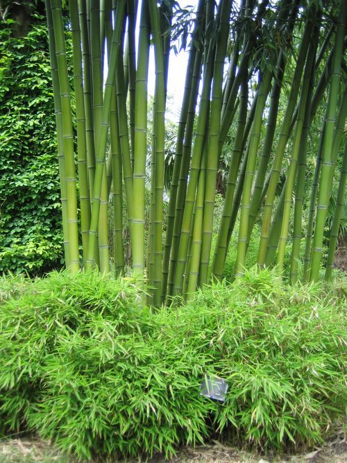 http://www.bambus-link.de/EuropeanGarden/Valkenswaard/20060609JvdP26.jpg