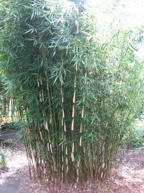 http://www.bambus-link.de/EuropeanGarden/Valkenswaard/20060609JvdP41.jpg
