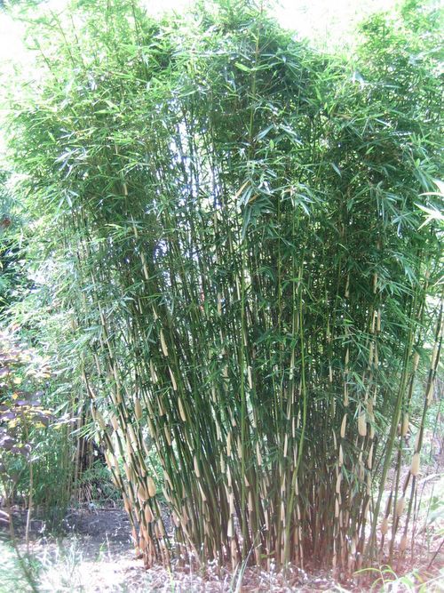 http://www.bambus-link.de/EuropeanGarden/Valkenswaard/20060609JvdP43.jpg