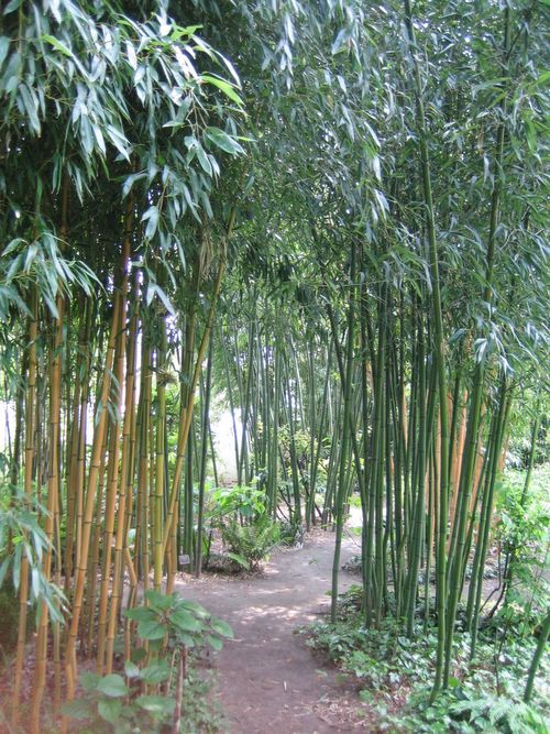 http://www.bambus-link.de/EuropeanGarden/Valkenswaard/20060609JvdP46.jpg