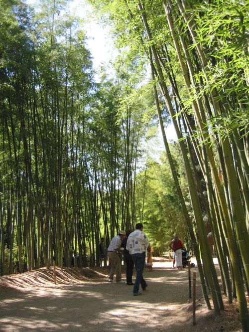 http://www.bambus-link.de/image/graphics/pr/bambouseraie/200508BambooAnduze07.jpg