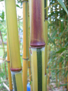 Bambus Abbildung - Bambusbild 1 - Phyllostachys Variationen
