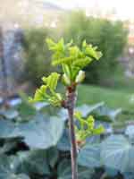 Ginkgo biloba page