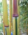 Phyllostachys vivax f. aureocaulis